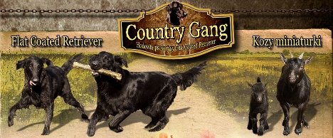 Country Gang