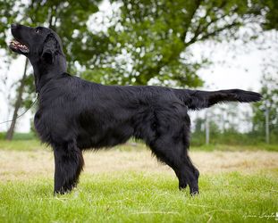 EMERALD Perro Cobrador